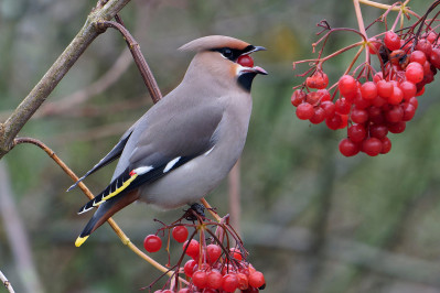 Pestvogel