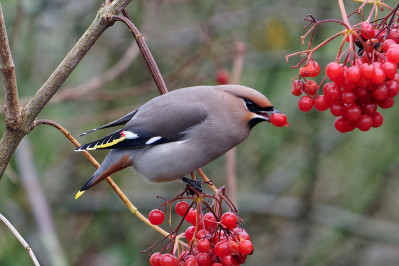 Pestvogel