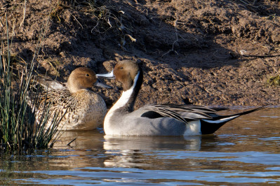 eend pijlstaart mv biesbosch 2024 dsc4310 dxo