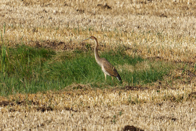 Purperreiger /juv.