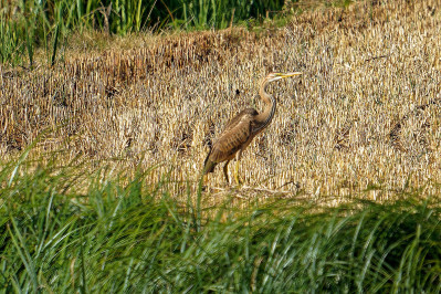 PurperreigerPurple Heron