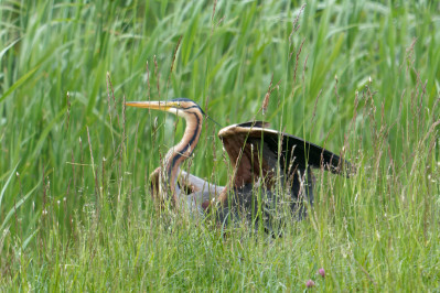 Purperreiger