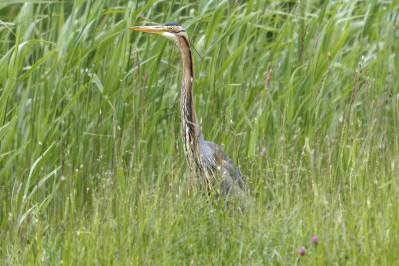 Purperreiger