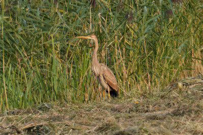 Purperreiger /jong