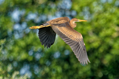 PurperreigerPurple Heron