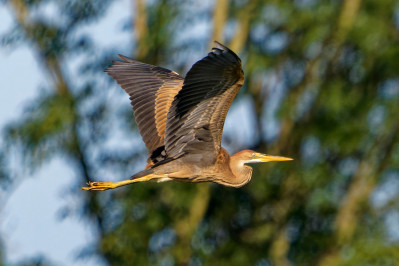 PurperreigerPurple Heron