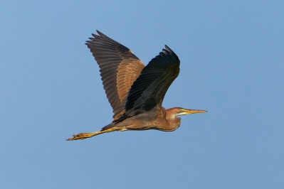 PurperreigerPurple Heron