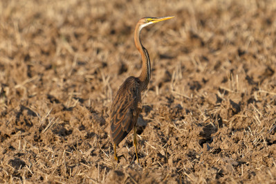 Purperreiger /juvPurple Heron /juv