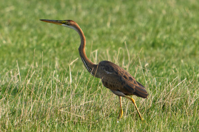 Purperreiger /juvPurple Heron /juv