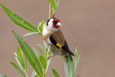 PutterEuropean Goldfinch