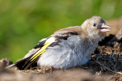 Putter /juv European Goldfinch /juv