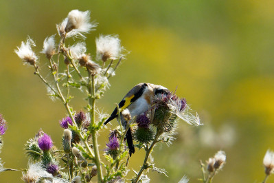 PutterEuropean Goldfinch