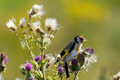 PutterEuropean Goldfinch