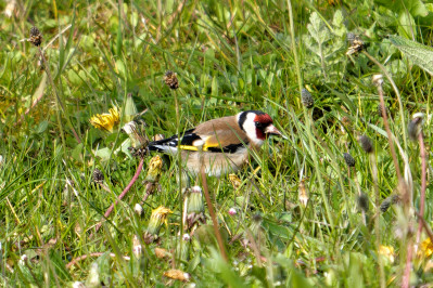 PutterEuropean Goldfinch