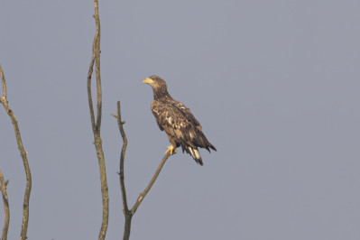 ZeearendWhite-tailed Eagle