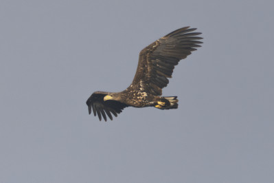 ZeearendWhite-tailed Eagle