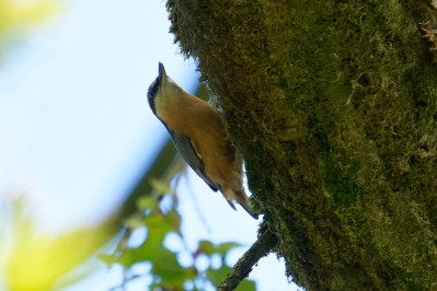 BoomkleverEurasian Nuthatch