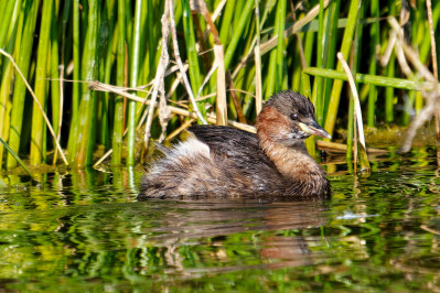 DodaarsLittle Grebe