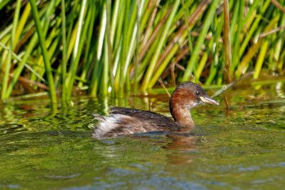 DodaarsLittle Grebe