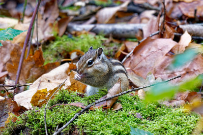 Siberische grondeekhoornSiberian chipmunk