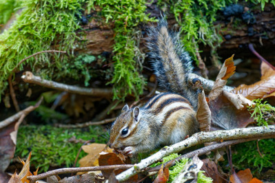 Siberische grondeekhoornSiberian chipmunk