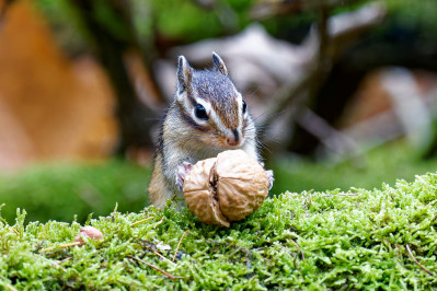 Siberische grondeekhoornSiberian chipmunk