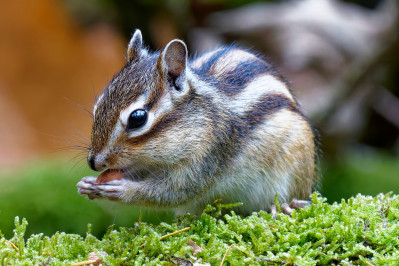 Siberische grondeekhoornSiberian chipmunk