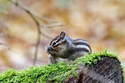 Siberische grondeekhoornSiberian chipmunk