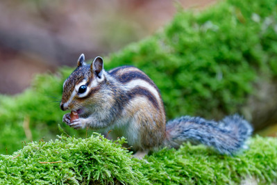 Siberische grondeekhoornSiberian chipmunk