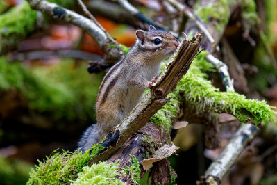 Siberische grondeekhoornSiberian chipmunk