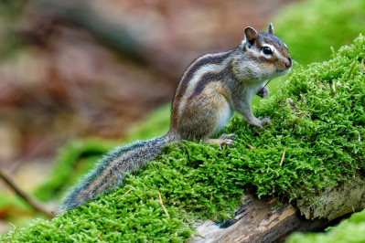 Siberische grondeekhoornSiberian chipmunk