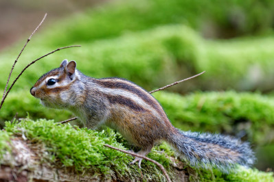 Siberische grondeekhoornSiberian chipmunk