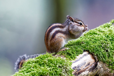 Siberische grondeekhoornSiberian chipmunk