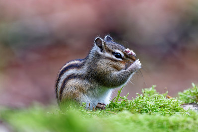 Siberische grondeekhoornSiberian chipmunk