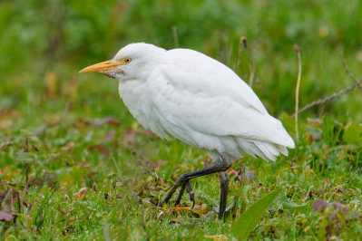 KoereigerCattle Egret