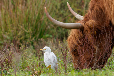 KoereigerCattle Egret