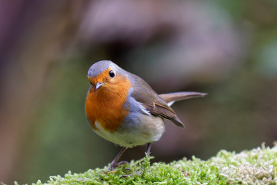 RoodborstEuropean Robin