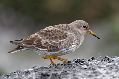 Paarse strandloperPurple Sandpiper