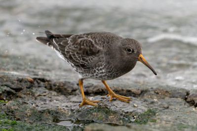 Paarse strandloperPurple Sandpiper