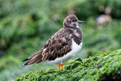 SteenloperRuddy Turnstone