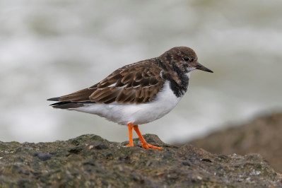 strandloper steenloper zuidpier ijmuiden 2024 dsc6867 dxo topaz sharpen dxo