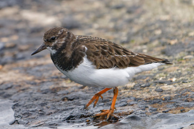 strandloper steenloper zuidpier ijmuiden 2024 dsc6876 dxo topaz sharpen dxo