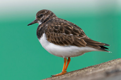 strandloper steenloper zuidpier ijmuiden 2024 dsc6979 dxo topaz sharpen dxo