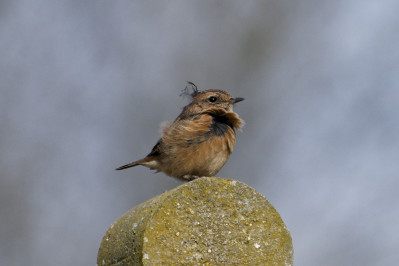 RoodborsttapuitEuropean Stonechat