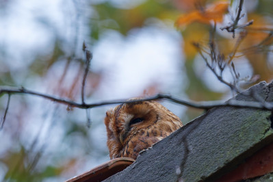 BosuilTawny Owl