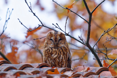 BosuilTawny Owl