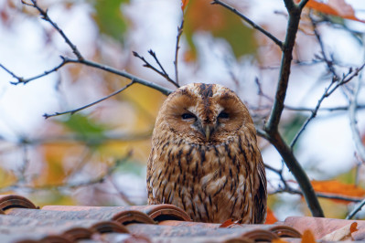 BosuilTawny Owl