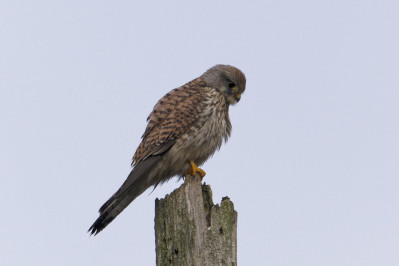 Torenvalk /mKestrel /m