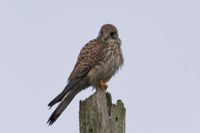 Torenvalk /mKestrel /m