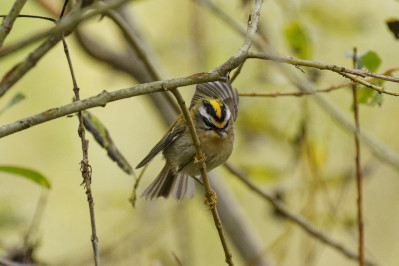 Vuurgoudhaan /vCommon Firecrest /f